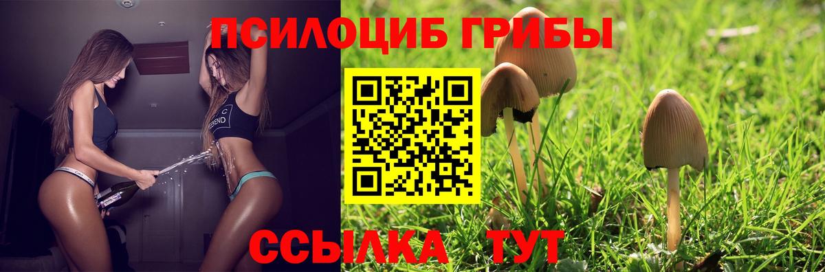 Псилоцибиновые грибы Psilocybine cubensis Югорск
